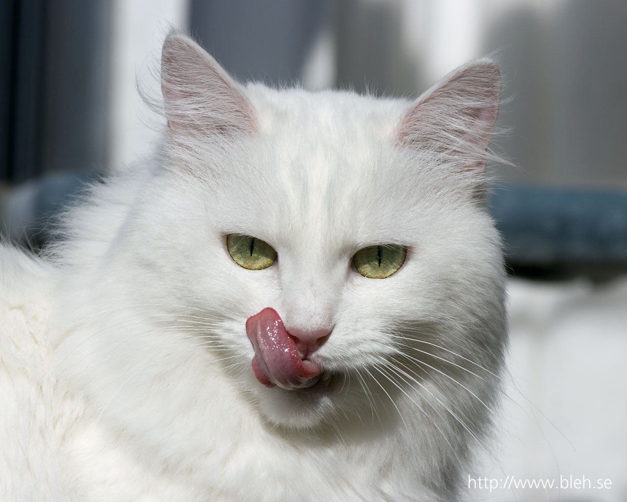 Cat with huge tongue